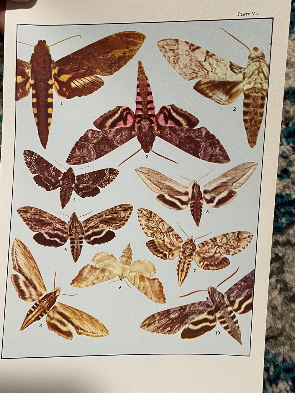🖤5/$25 Vintage Botanical Plate Print Colorful Moths Illustration moth butterfly